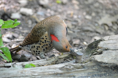 otterpillow:Northern flicker in the Ramble