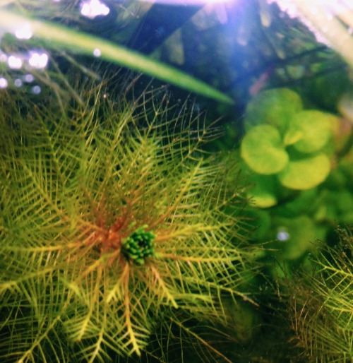 Added some native milfoil to the 20 gal the other day and saw the beautiful new growth; proceeded to