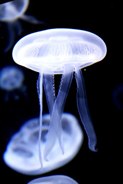 mooonjellies:    mcflyermelly  