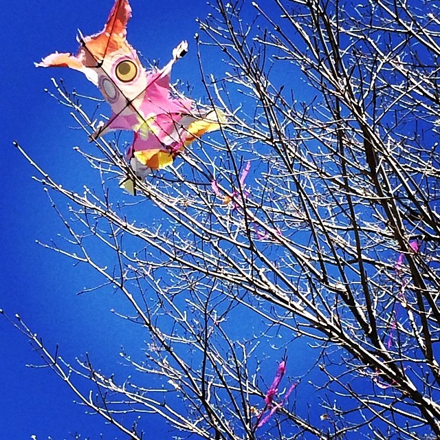 #owl #kite in a #tree under the most brilliant #Spring #sky