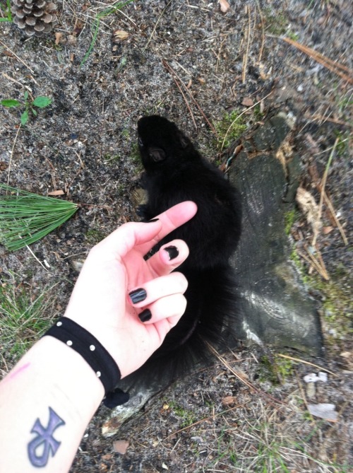 hellohalez0r:  Touched a baby squirrel