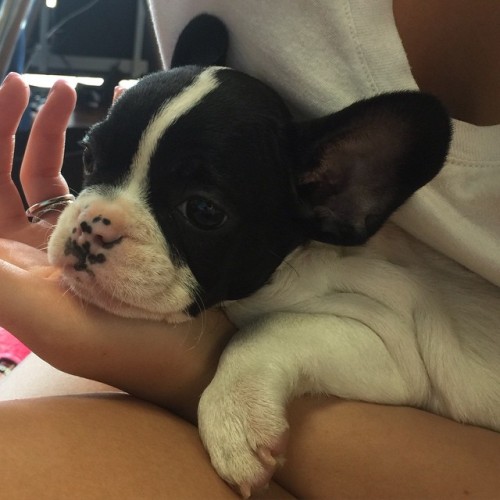 This little guy is coming home on Friday! Any name ideas? #frenchbulldog #oceansidepuppy #puppy #fre