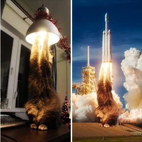 catchymemes:
“ What an amazing cat
”