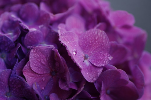 boff: a Hydrangea.