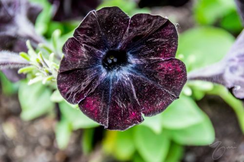 coolthingoftheday:A galaxy in a flower.