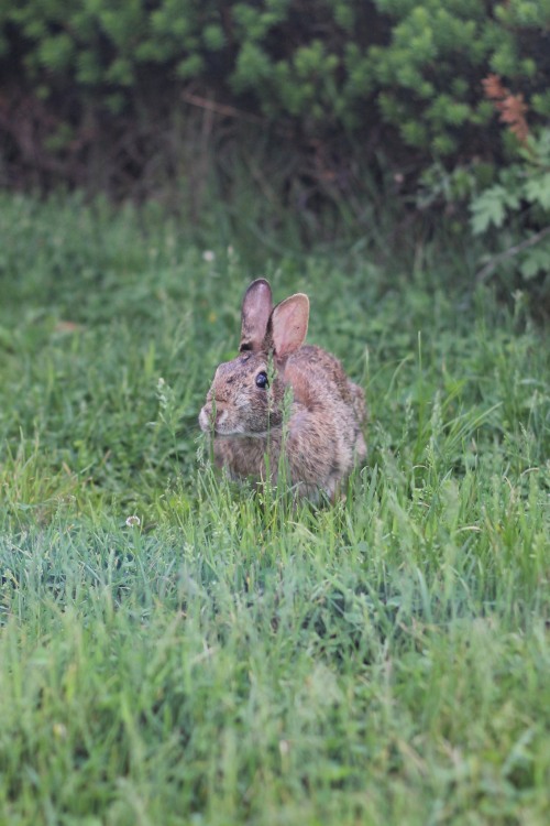 Bunny in the backyard, May 2022