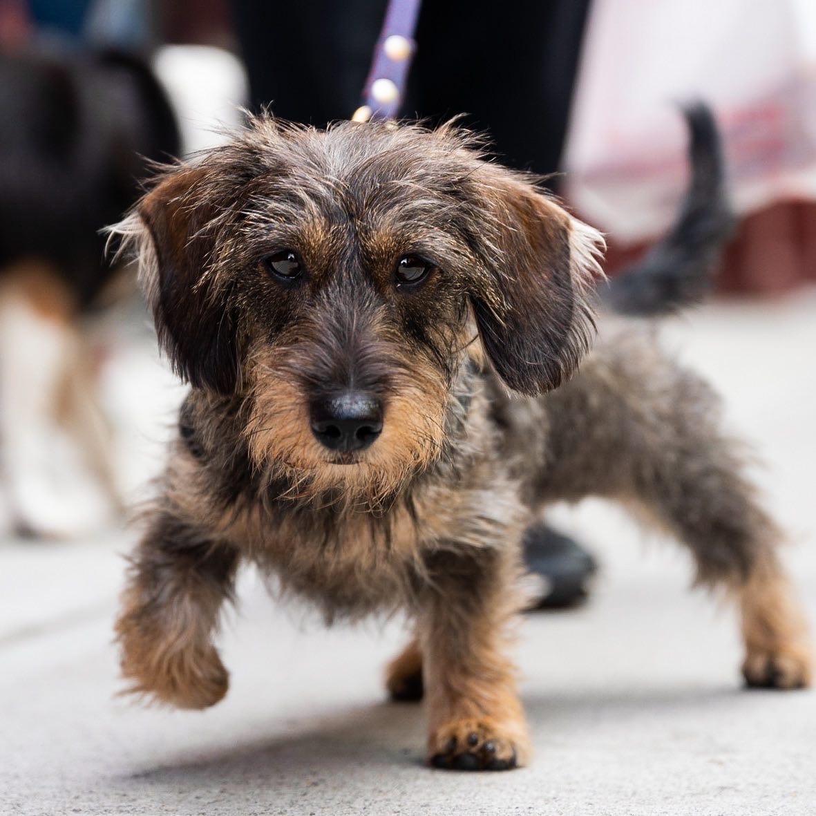 Dachshund - Sidewalk Dog