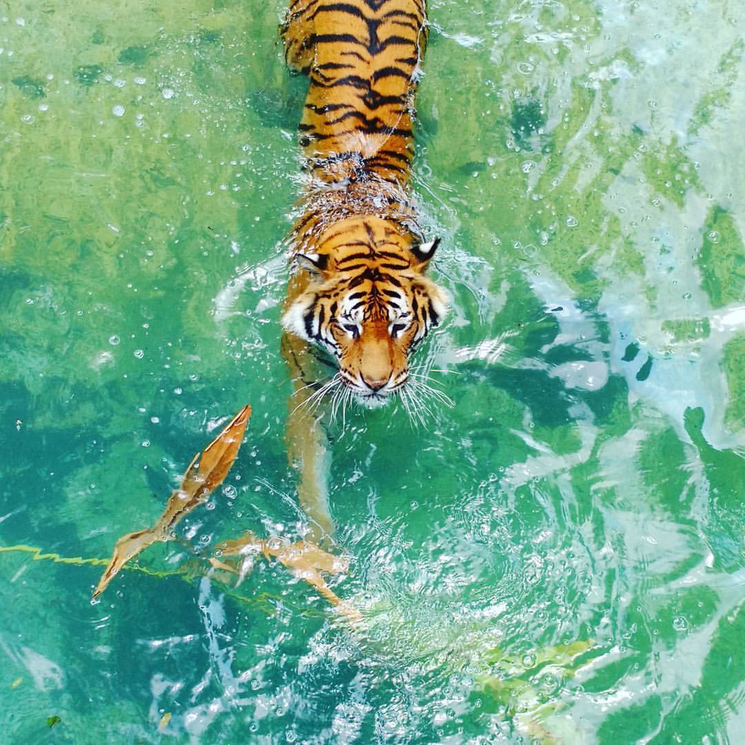 compasslogic:  Mata the Malayan #tiger swimming to get some enrichment! #zoophotography