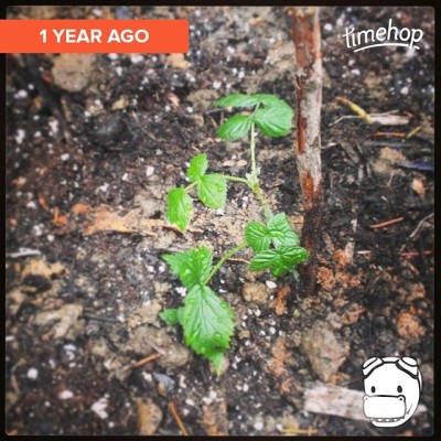 This year, it’s as tall as me. By next summer, we should have some #raspberries!