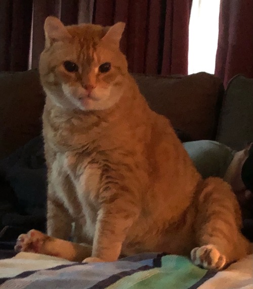 My Aunt Is Staying With My Ma And I, And She Brought Her Cat! This Is Buddy, Who Is