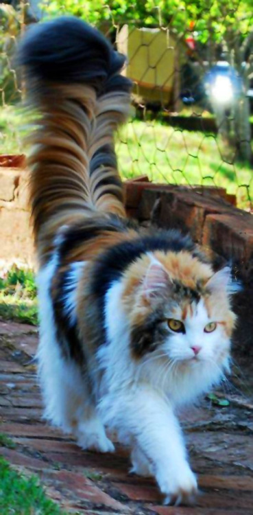 kittehkats:Tail Floofs, We Got ‘Em!Kitties with super fluffy tails.gif from the fluffiest tail you’v