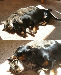 cuteanimalspics:  Found my cat and dachshund cuddling together in the sun (Source:…