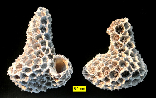 Sepastrea marylandica coral encrusting a gastropod shell. 