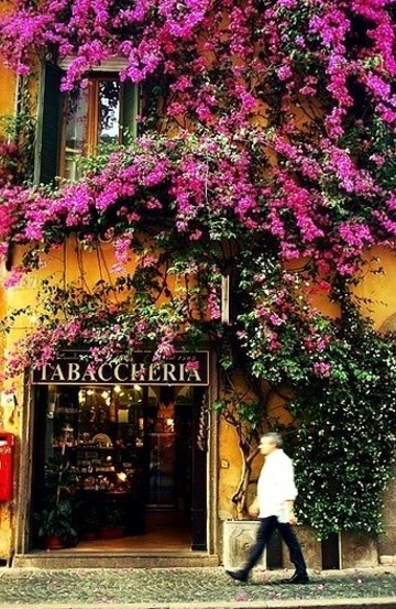 Wisteria, Rome, Italy