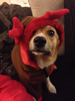 zoeyandstevethecorgi:  I tried to take Christmas photos and got zero cooperation. 