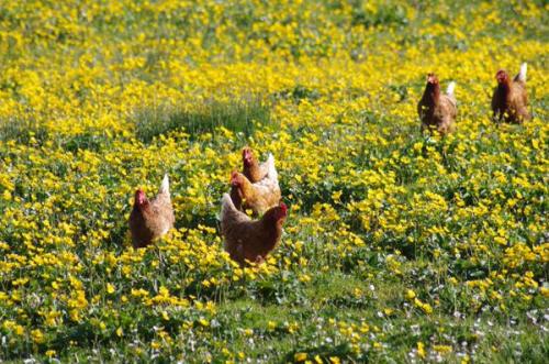 pagewoman: Free ranging in the buttercups, Swaledale, North Yorks, Englandby Amanda Owen