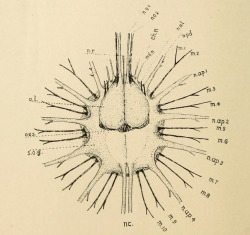 nemfrog:Brain of the Epeiroid spider, seen