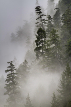 d-vn:  Trees in Mist (by The Flannel Photographer (flannelphotographer.com) 