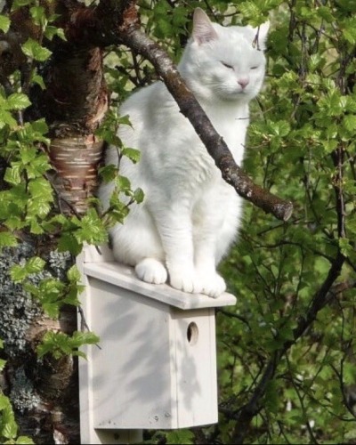 happyheidi:Cats in birdhouses ♡