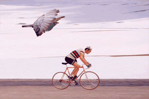 Eddy Merckx chased by a giant pigeon