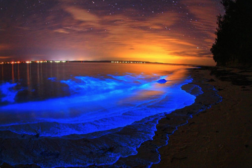 nubbsgalore:  the bioluminescent noctiluca scintillans — an algae known otherwise as sea sparkle — of australia’s jervis bay. photos by (click pic) andy hutchinson, joanne paquette and naomi paquette. see also: more bioluminescence posts) 