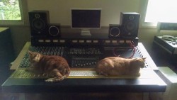 fuckyeahstudioporn:  Stereo pair. Allen Farmelo’s studio and cats.