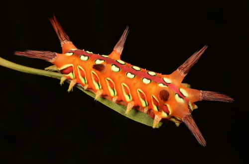 Stinging Nettle Slug Caterpillar (Cup Moth, Setora baibarana, Limacodidae)