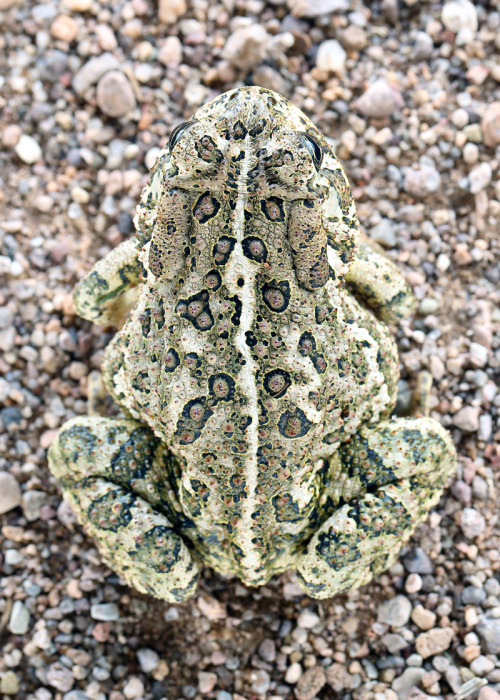 rhamphotheca:toadschooled:You can thank Brad Wilson on Flickr for these stunning portraits of a Great Plains toad, Anaxyrus cognatus, photographed in Colorado National Forest.Whoa, that is one sexy Bufonid!