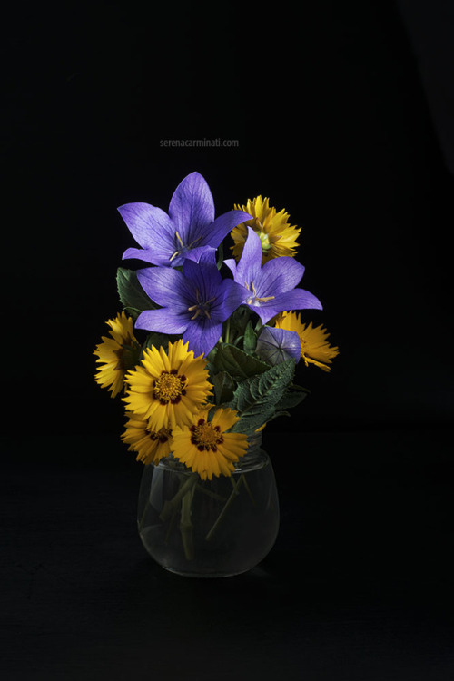 Helichrysum with a Blue Campanula Platycodon I just love these two colours together!