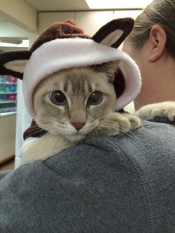 awwww-cute:  So a kitten wore a “baby” reindeer jacket into our clinic today 