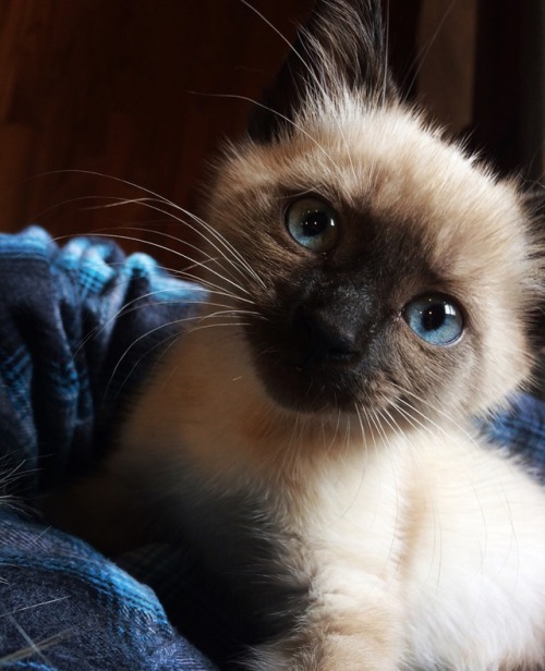 MostlyCatsMostly