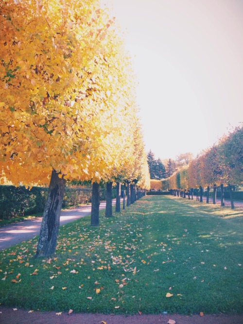 Peterhof Palace