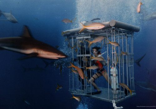 tigerrrsharrrk:  Brave Girl Opens The Cage In Shark Infested Water