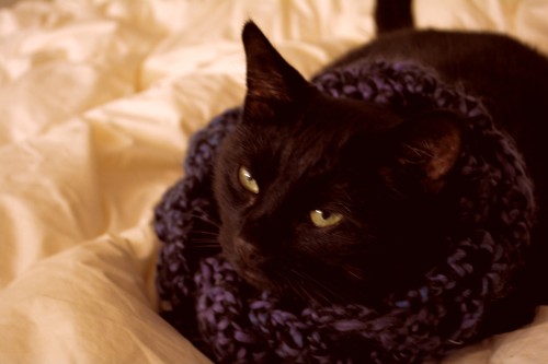 When your cat looks better with your scarf on than you do 