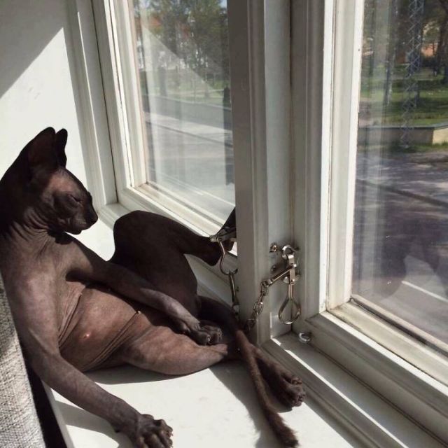 lolawashere:awesome-picz:Sphynx Cats Are Not As Photogenic As Other Cats.They’re perfect, all of them!