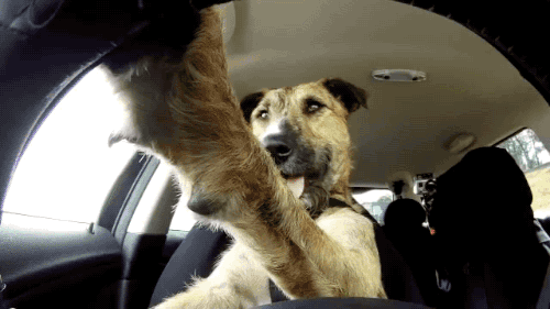 vicsagod:  dontbeabrat:   gifsboom:  First Driving Dog. video  He’s fucking driving