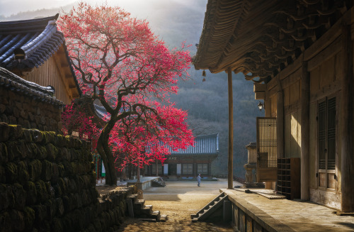 blondebrainpower:  Red plum tree in full bloom amidst a South Korean Buddhist temple