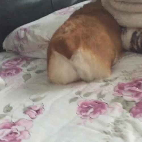 awwww-cute:  Please, don’t boopy my booty. (Source: http://ift.tt/1QnjZPV)