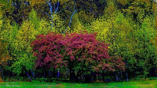 From this morning’s walk at Orchard Beach Pelham Bay Park #treestagram #tree #spring #colorphotograp