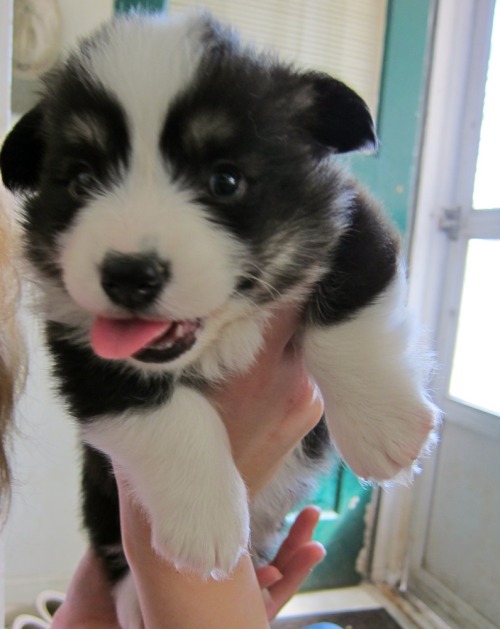 poopster:  throw back Thursday BABY PUDGE 