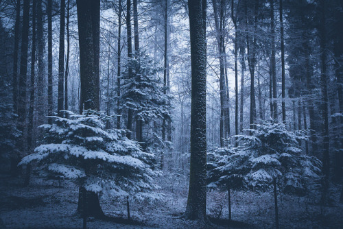 natureac:  This blog will make you feel at peace