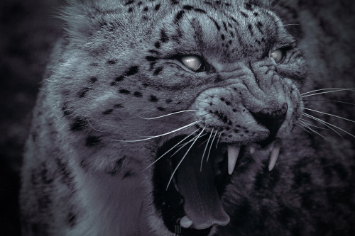 natanvance:Predatory Gaze