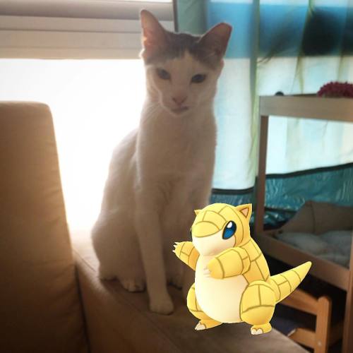 #Cutie is not impressed with your moves. #sandshrew #pokemongo #pokemon #pokemonbattle #neko #catsof