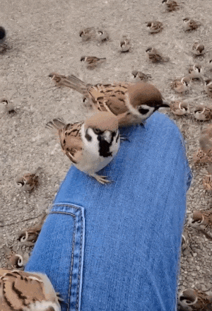 a gif of a flock of small brown sparrows flocked in front of a seated person wearing blue jeans, and perched on their legs. the camera pans from one knee to the other.