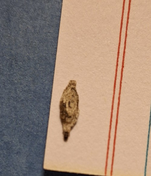 The Quality Isn't Very Good But Here's A Caseworm Moth Catterpillar I Found In My House
