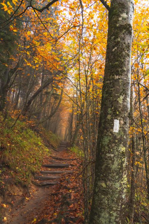 oneshotolive:  The Appalachian Trail through Smoky Mountain NP [OC][4000x6000] 📷: sohikes 