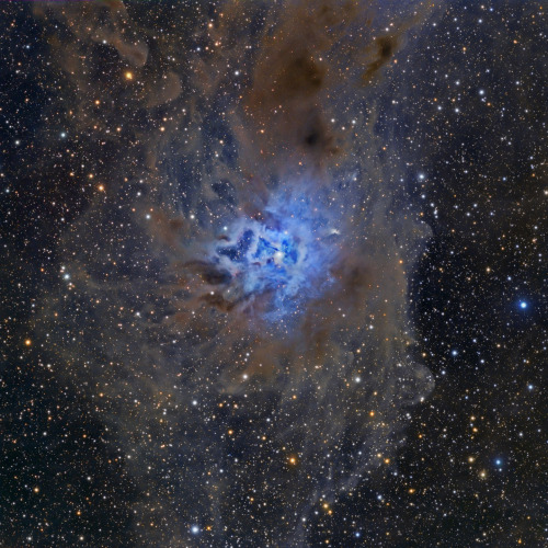 thenewenlightenmentage: NGC 7023 Image Credit: Tony Hallas