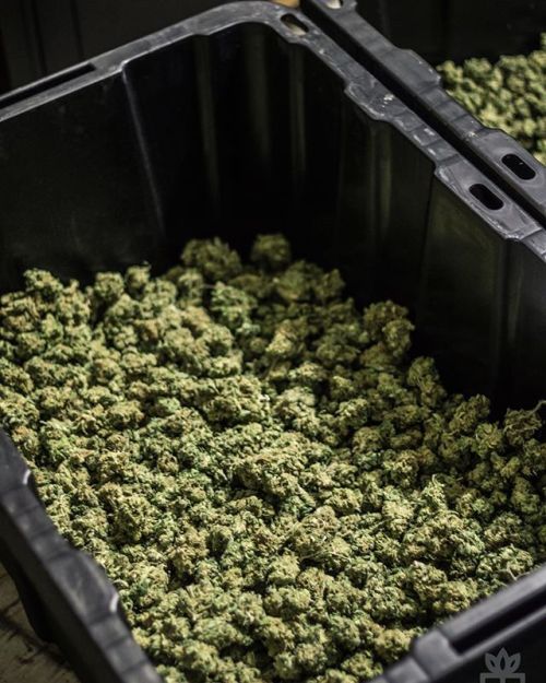 weedporndaily: #Nugs for days! How long would this last you: a week, a month, or a year? via terrama