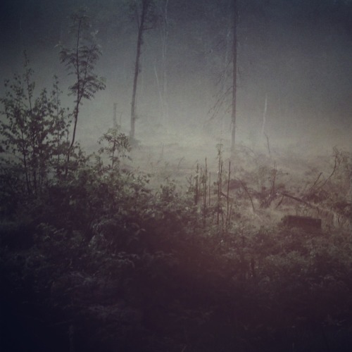 blackpoisonousrivers: Foggy evening in my backyard - D. Lahger