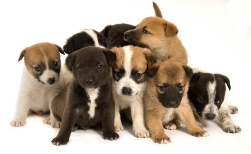 flapjackcat50:  Have some puppies and kittens  Cuteness overload :)
